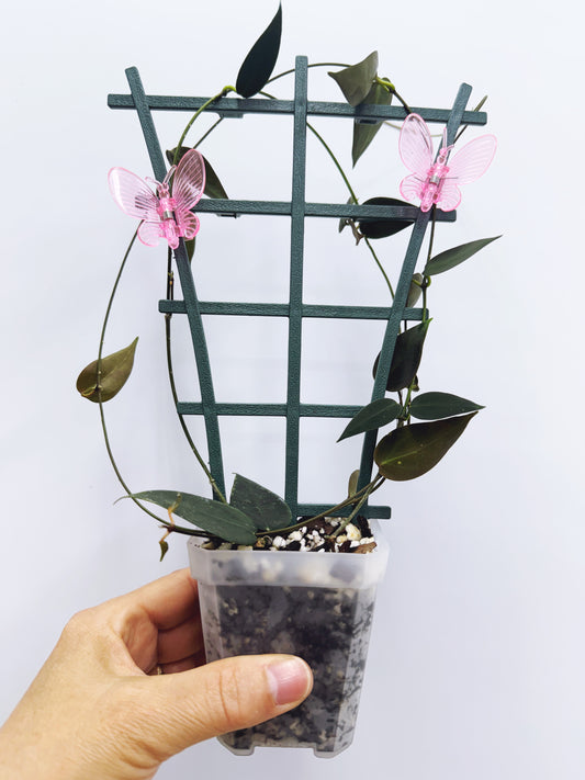 Hoya carrii NS13-064