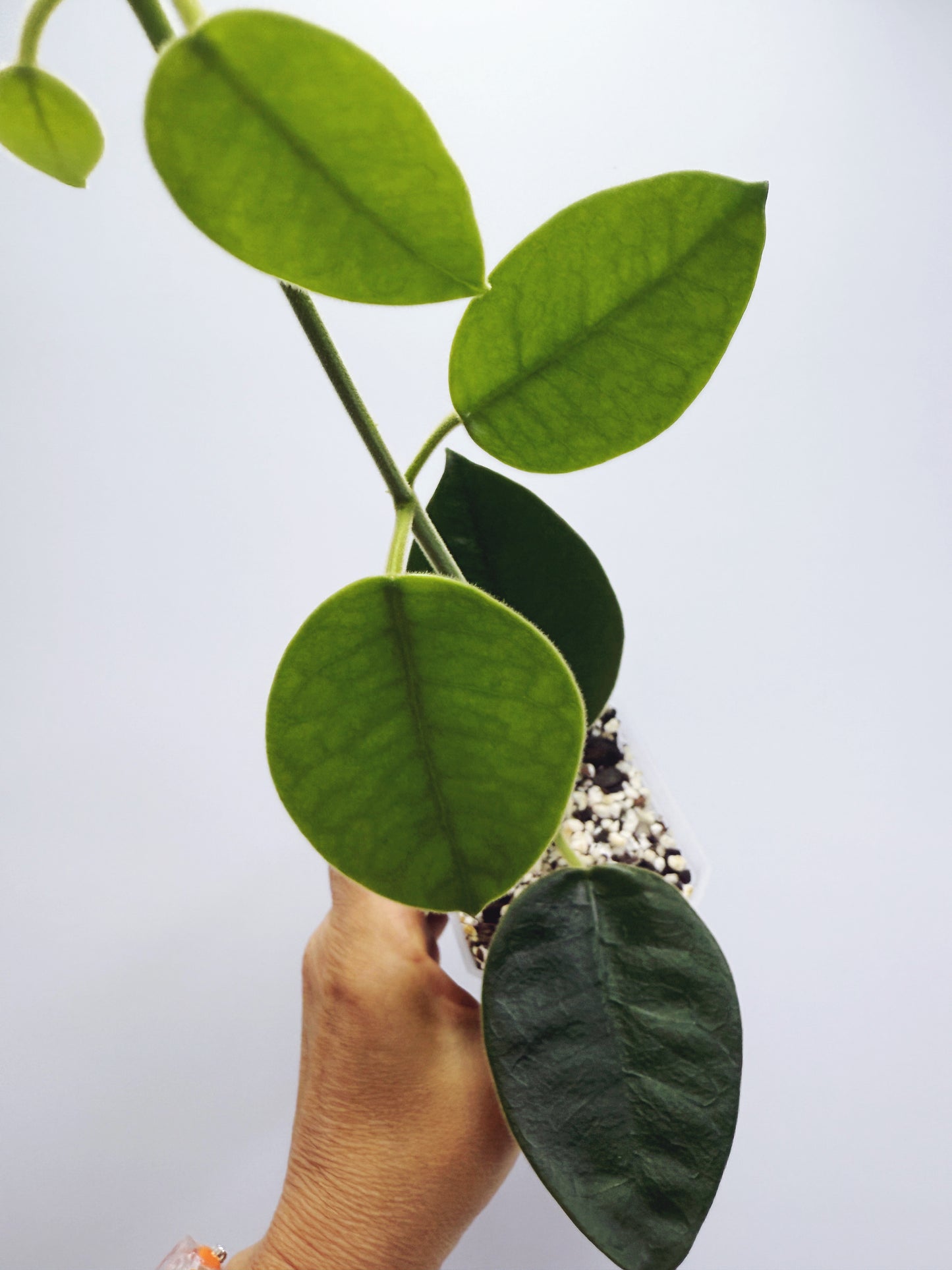 Hoya lauterbachii