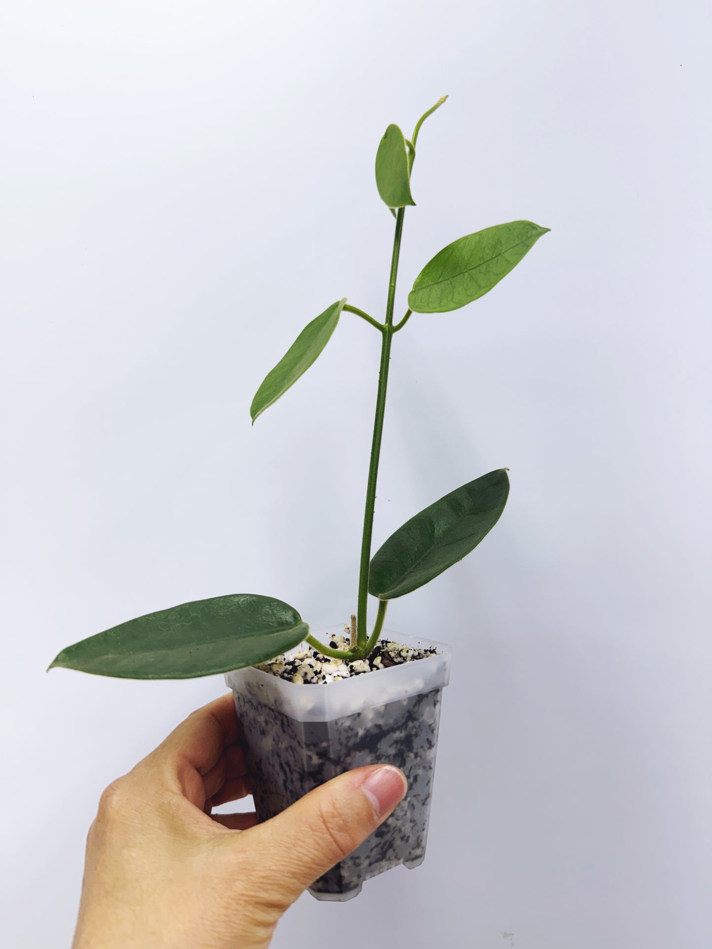 Hoya lauterbachii