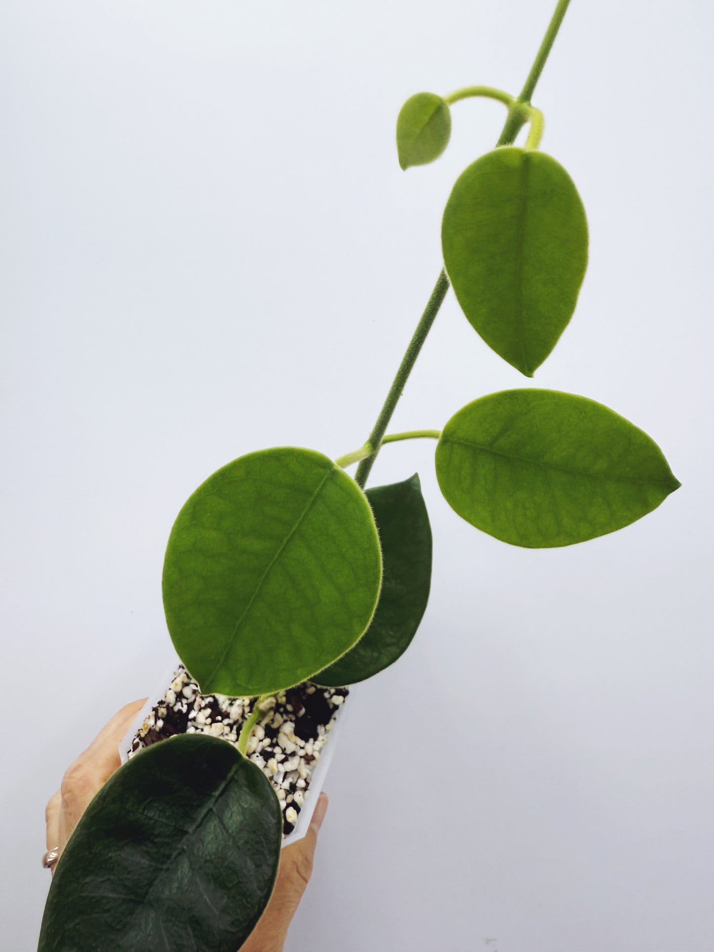 Hoya lauterbachii