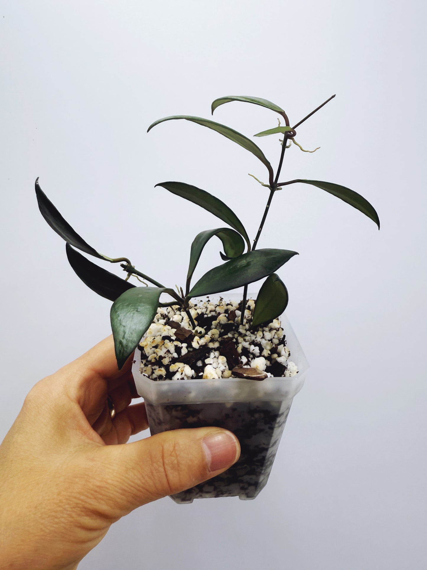 Hoya davidcummingii