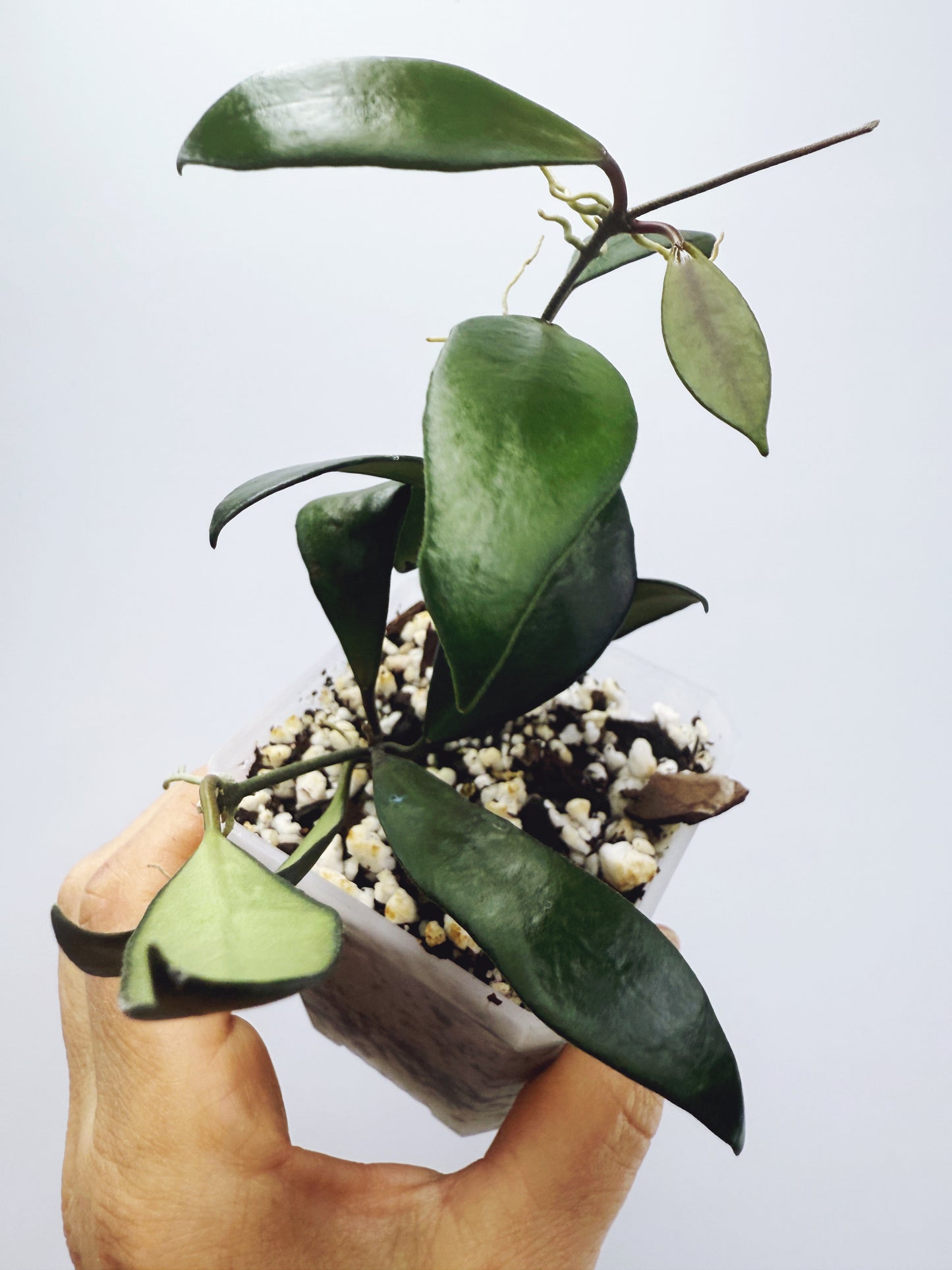 Hoya davidcummingii