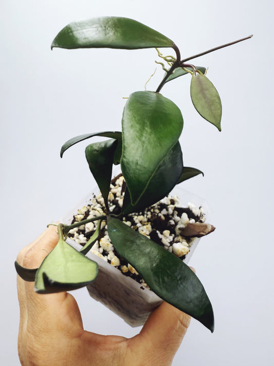 Hoya davidcummingii
