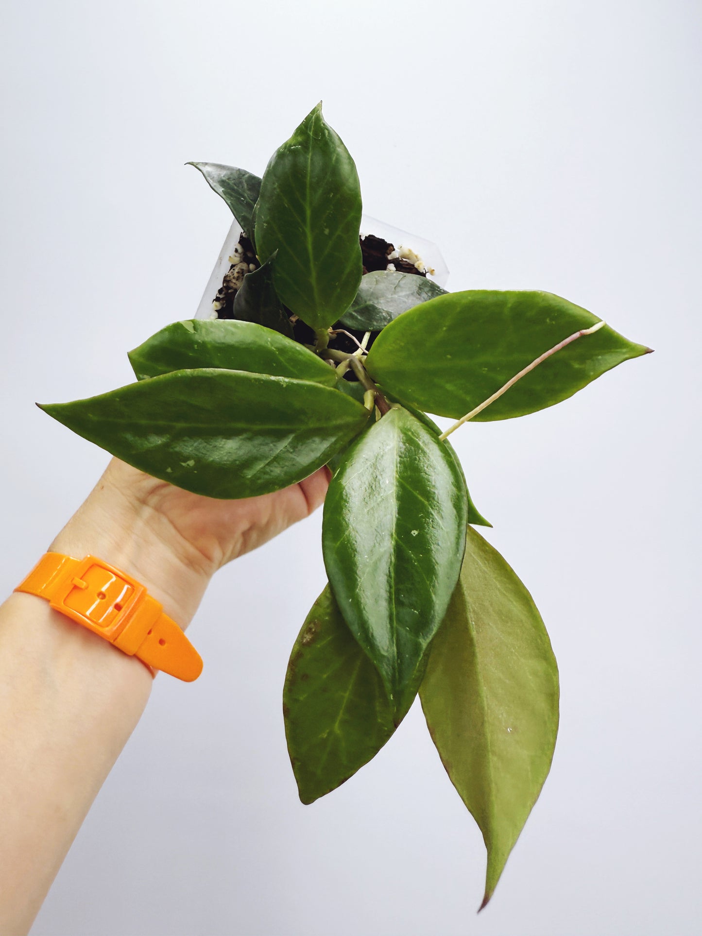 Hoya sunrise