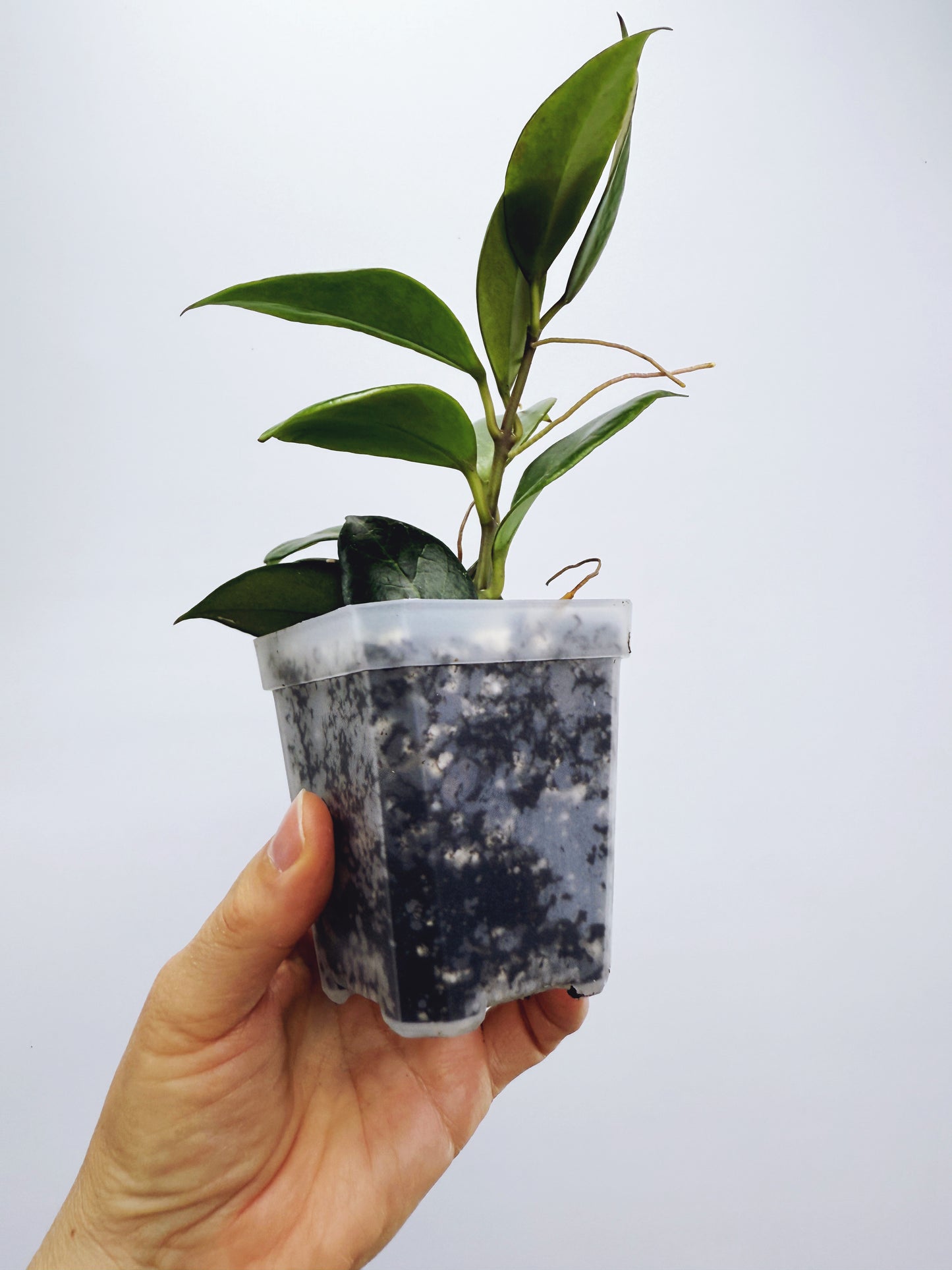 Hoya sunrise