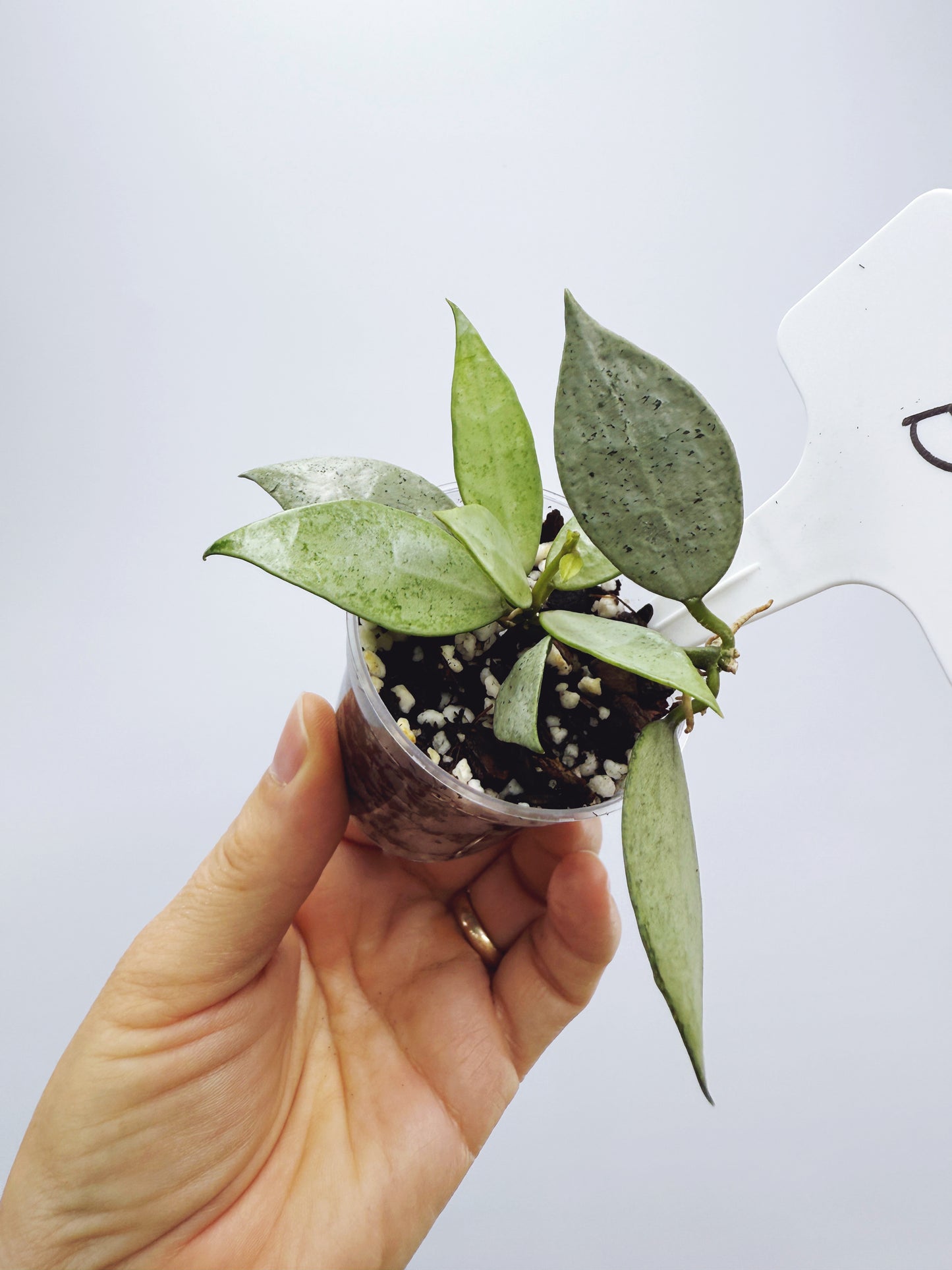 Hoya lacunosa silver mint coin (plant B)