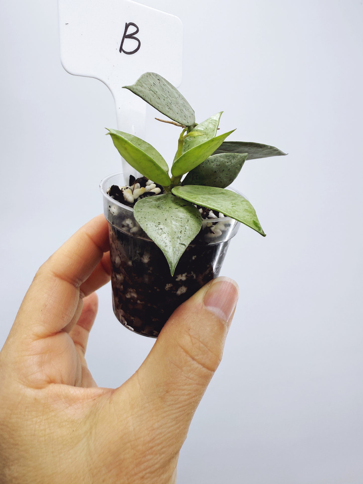 Hoya lacunosa silver mint coin (plant B)