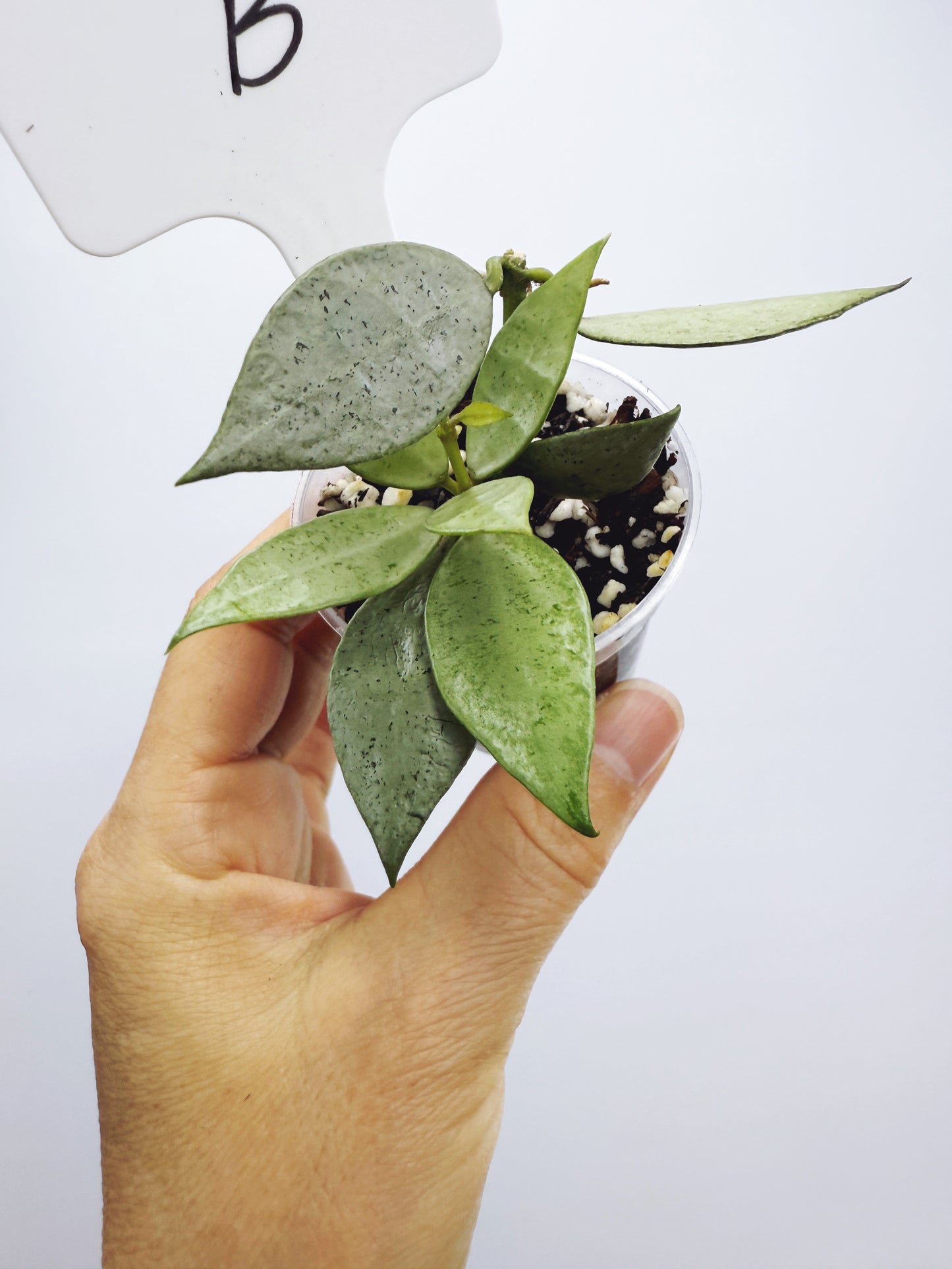 Hoya lacunosa silver mint coin (plant B)