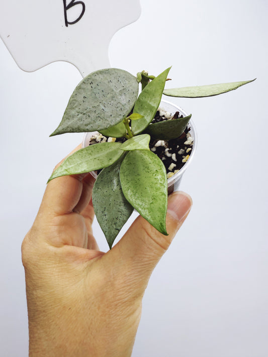 Hoya lacunosa silver mint coin (plant B)