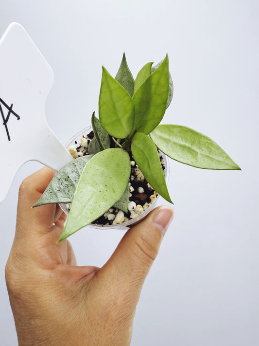 Hoya lacunosa silver mint coin (plant A)