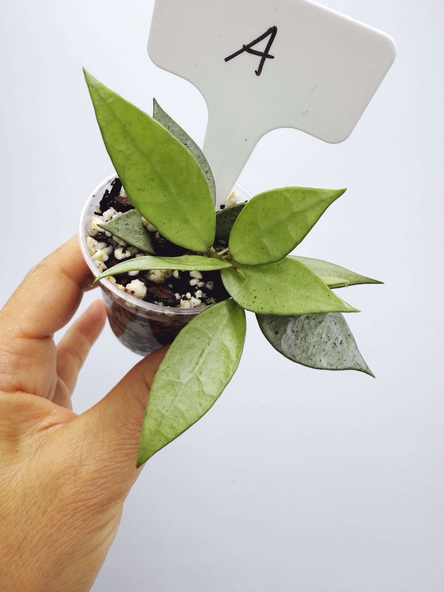 Hoya lacunosa silver mint coin (plant A)