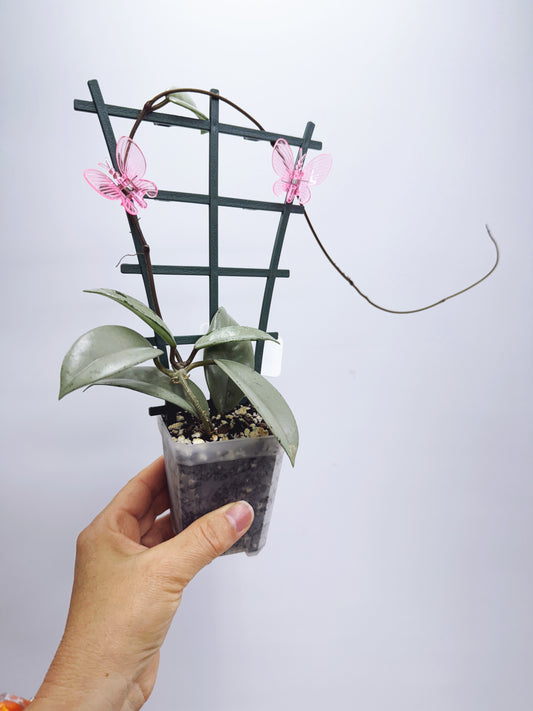 Hoya wilbur graves silver (plant B)