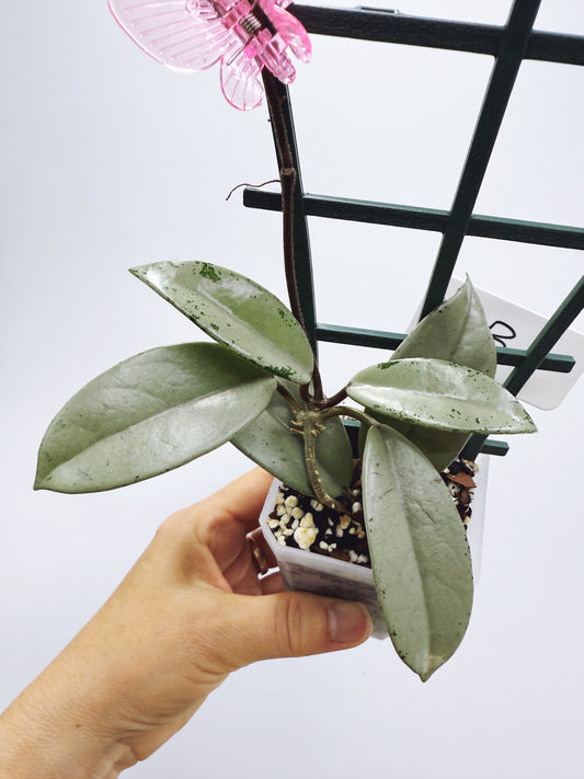 Hoya wilbur graves silver (plant B)