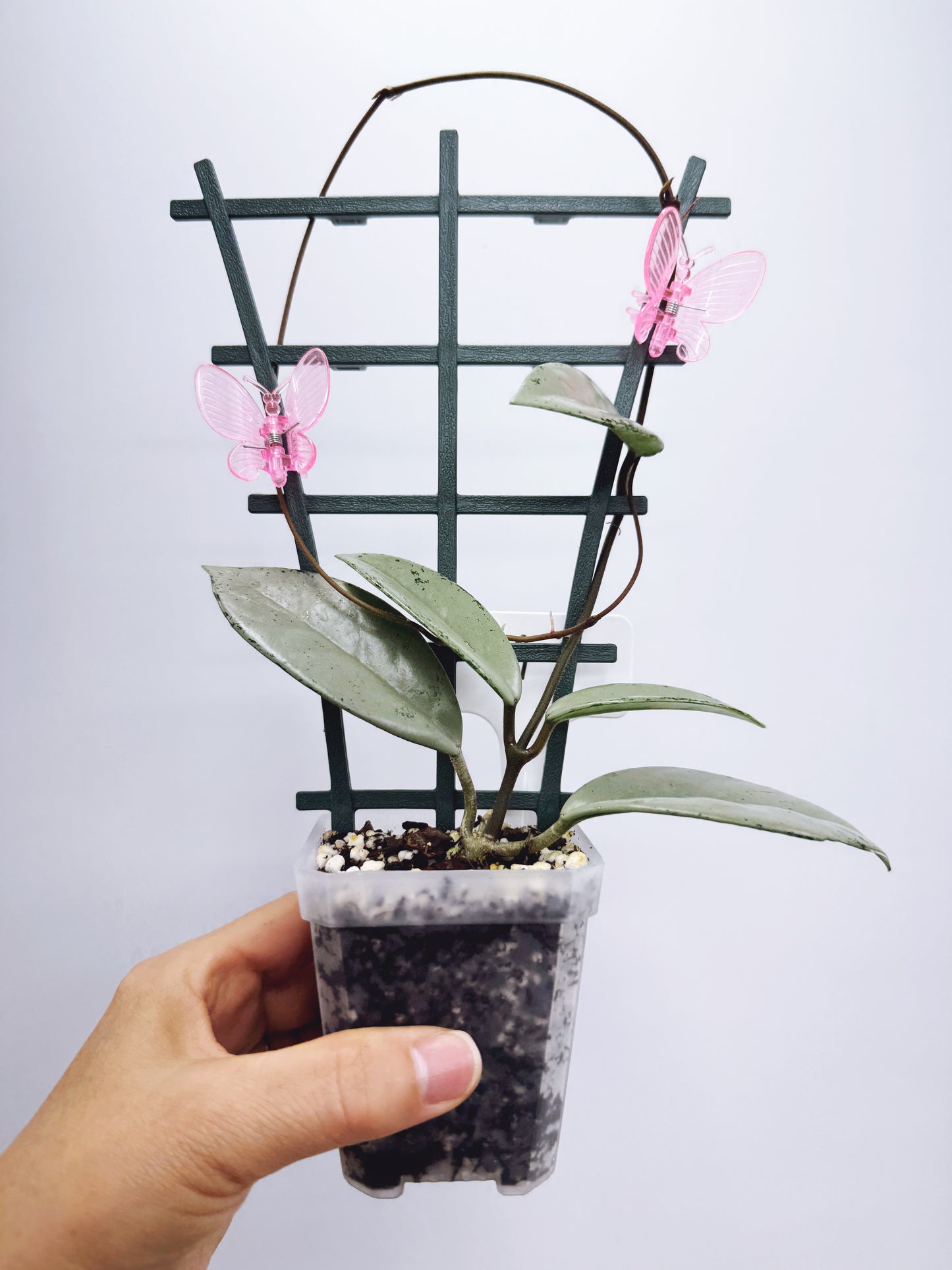 Hoya wilbur graves silver (plant A)