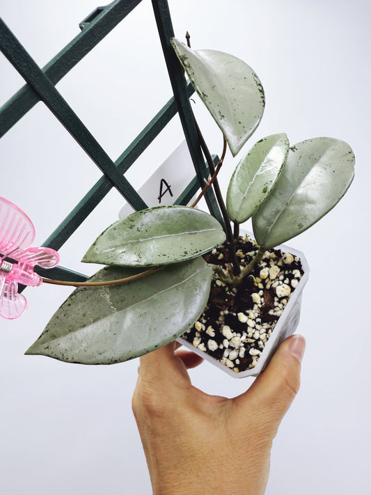 Hoya wilbur graves silver (plant A)