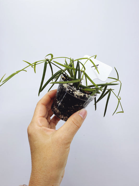 Hoya linearis (plant A)
