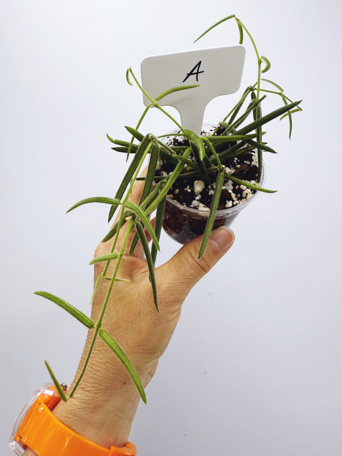 Hoya linearis (plant A)