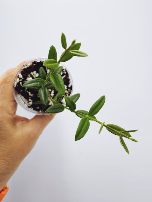 Hoya engleriana