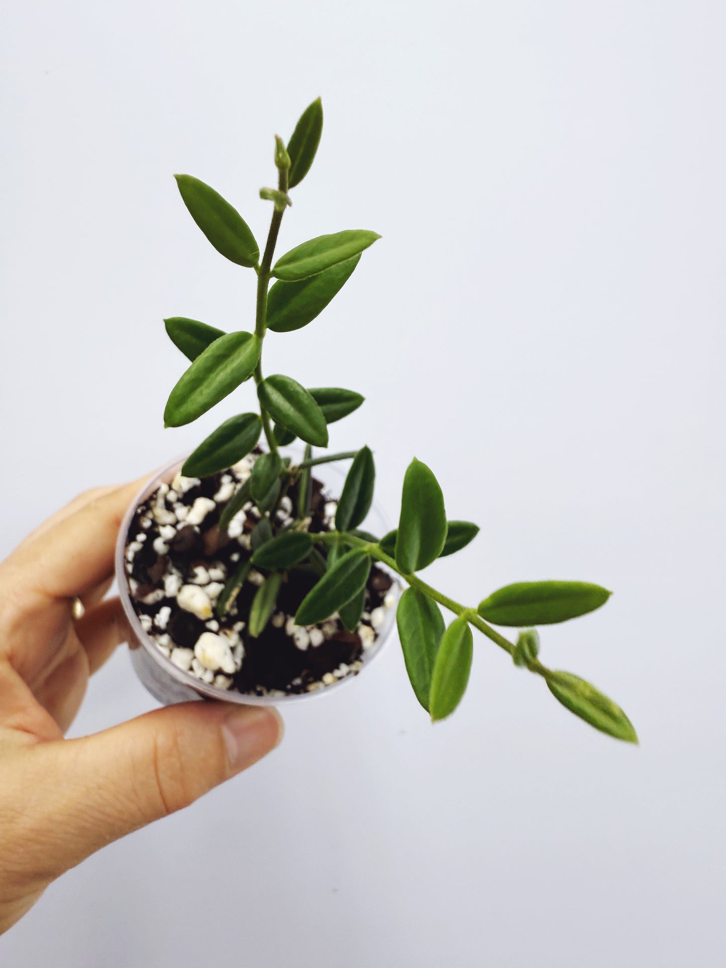 Hoya engleriana
