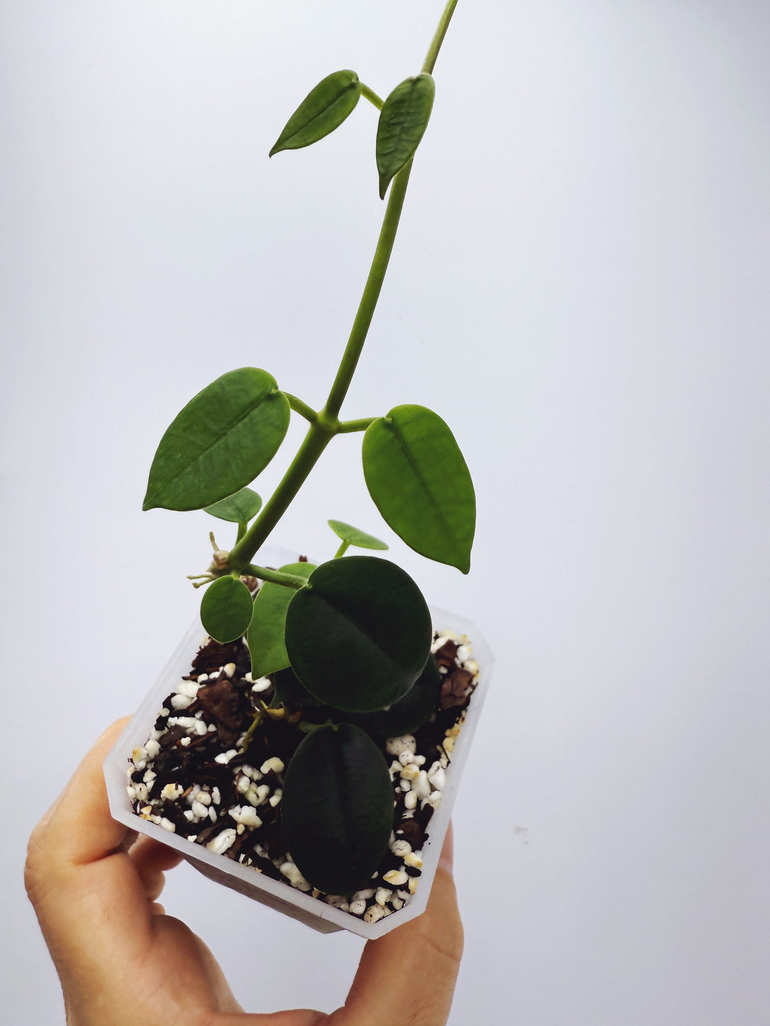 Current Plants