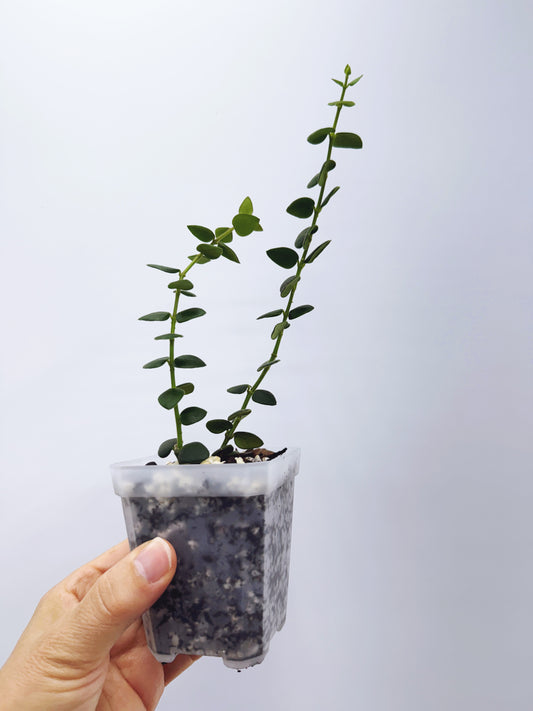 Hoya chinghungensis