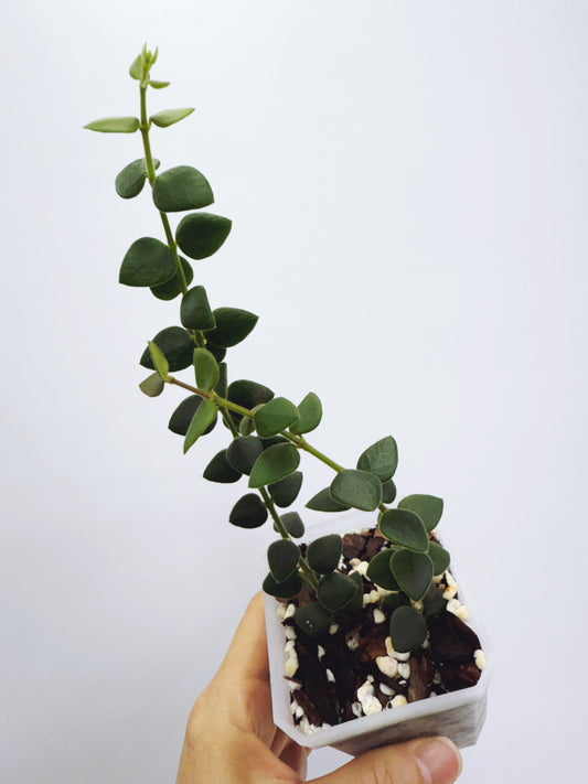 Hoya chinghungensis