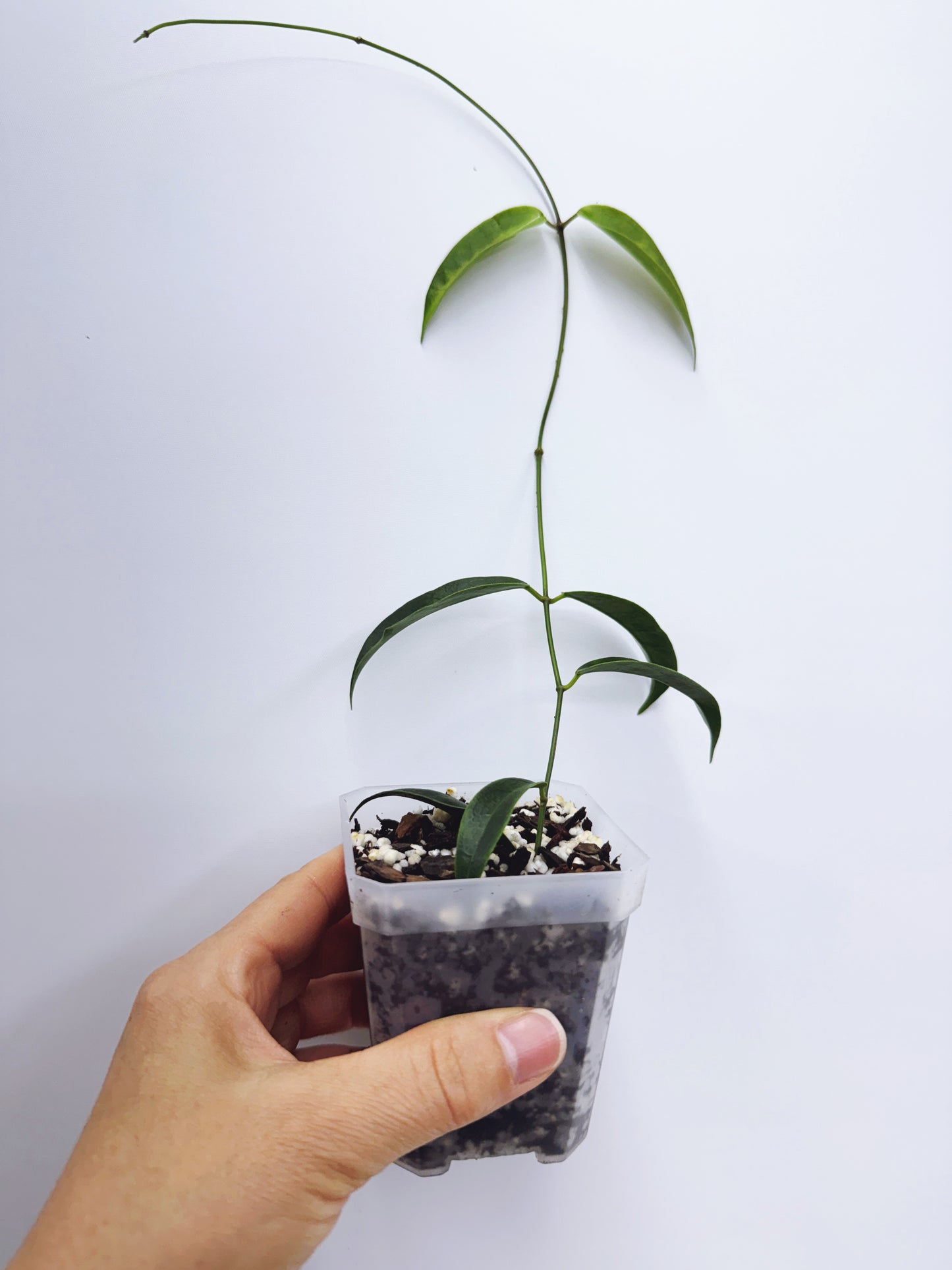 Hoya chlorantha