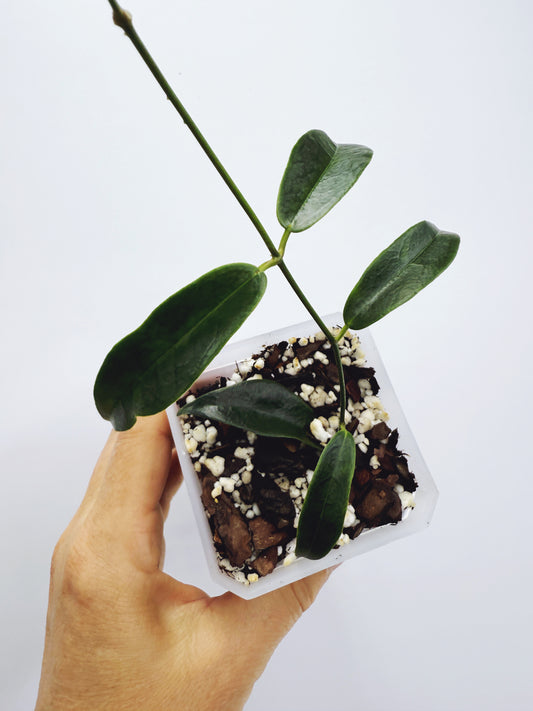 Hoya chlorantha