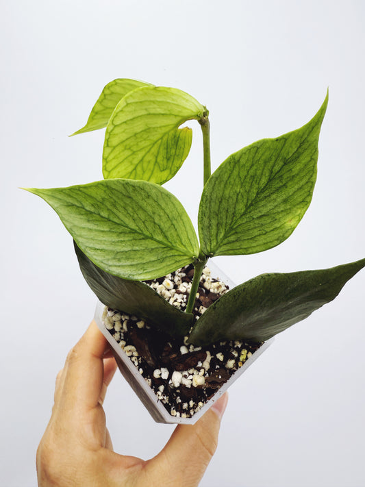 Hoya polyneura silver