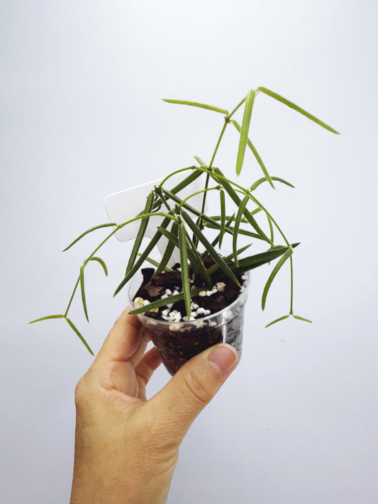 Hoya linearis (plant B)