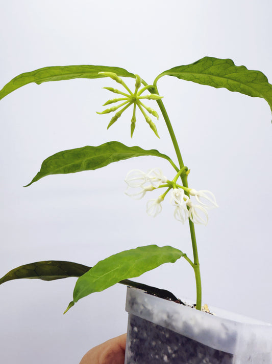 Hoya decipulae