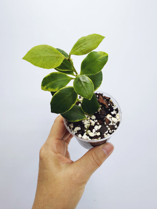 Hoya heuschkeliana albomarginata