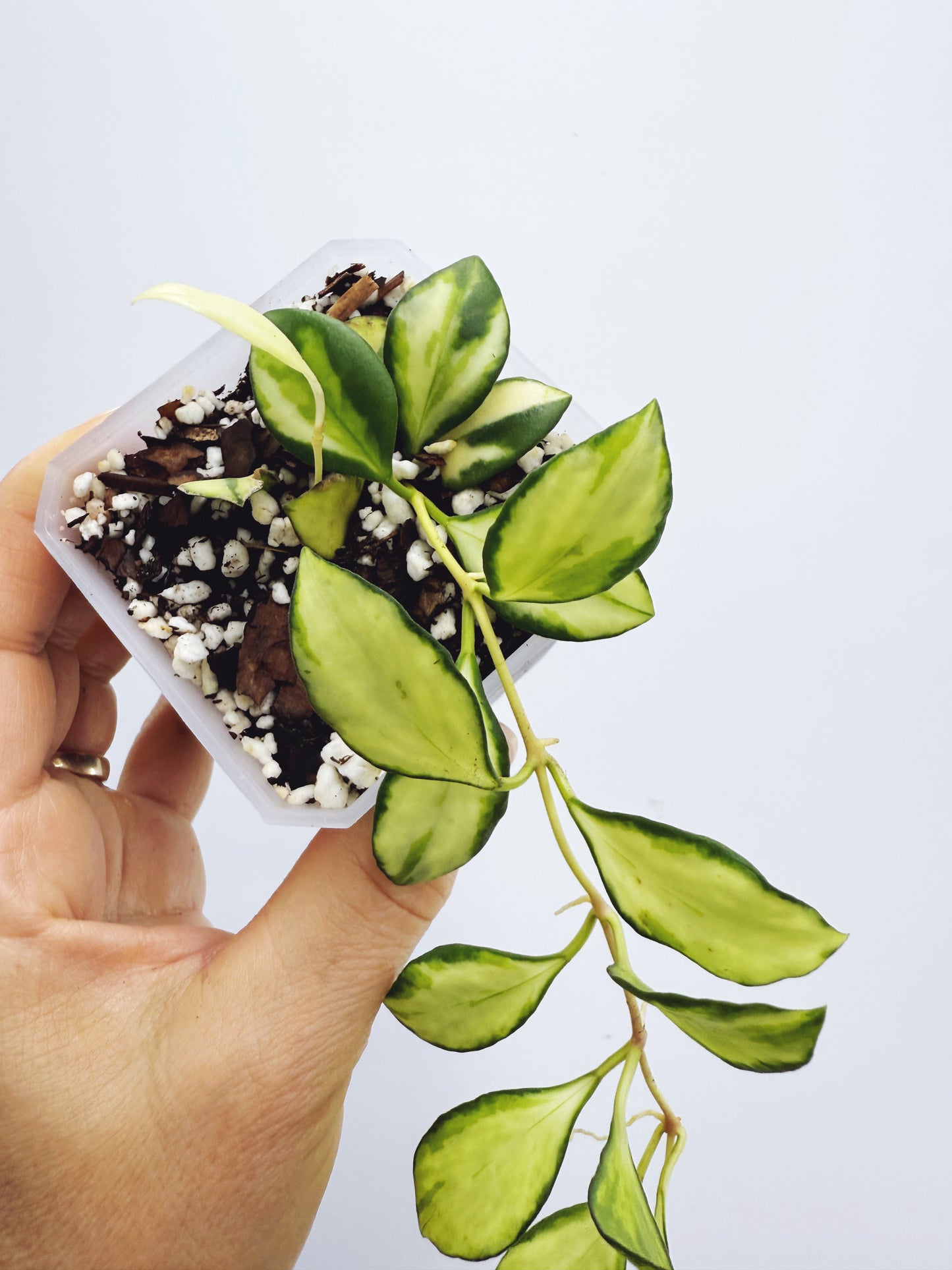 Hoya heuschkeliana variegata