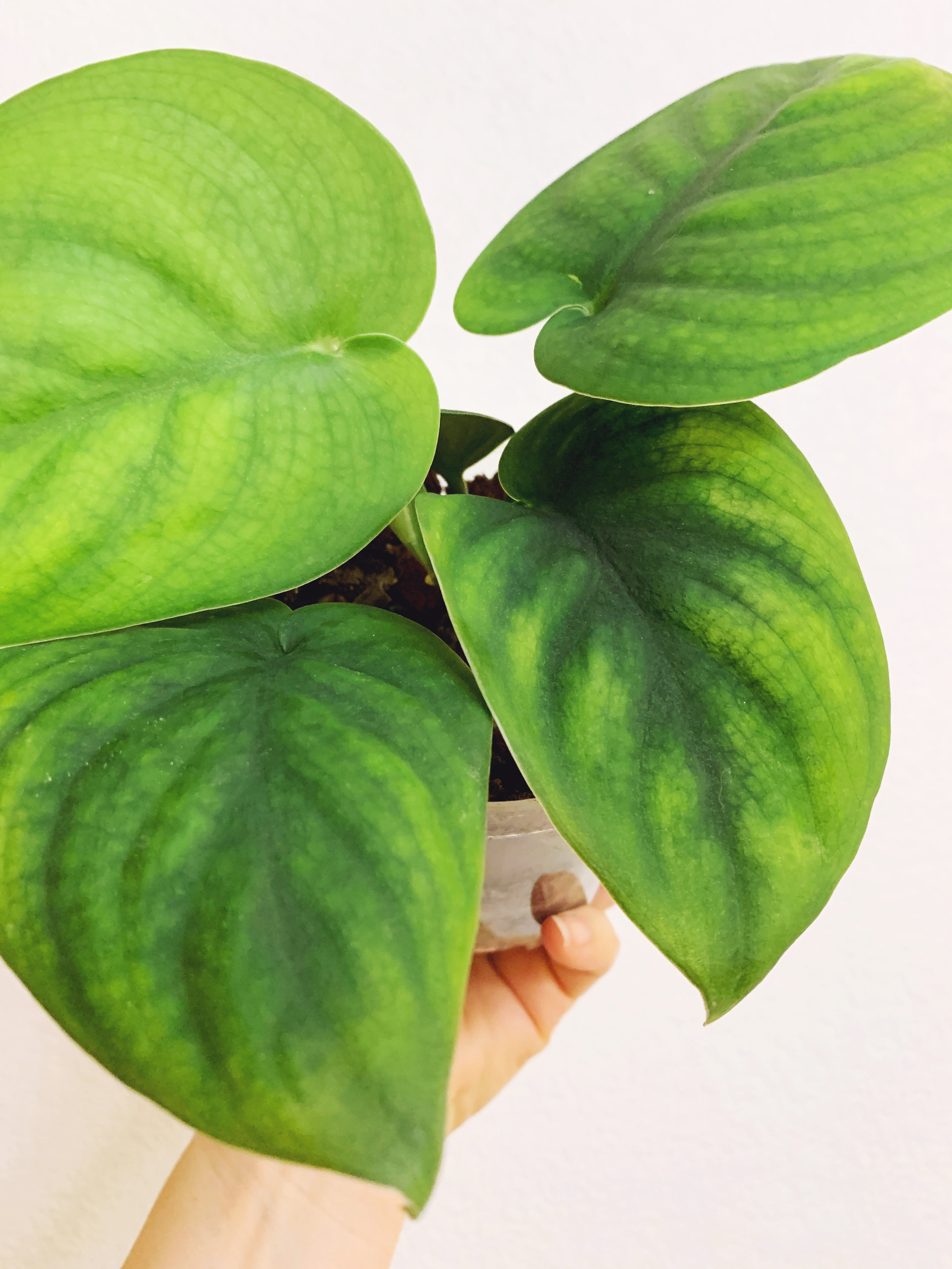Current Plants – The Pink Trellis