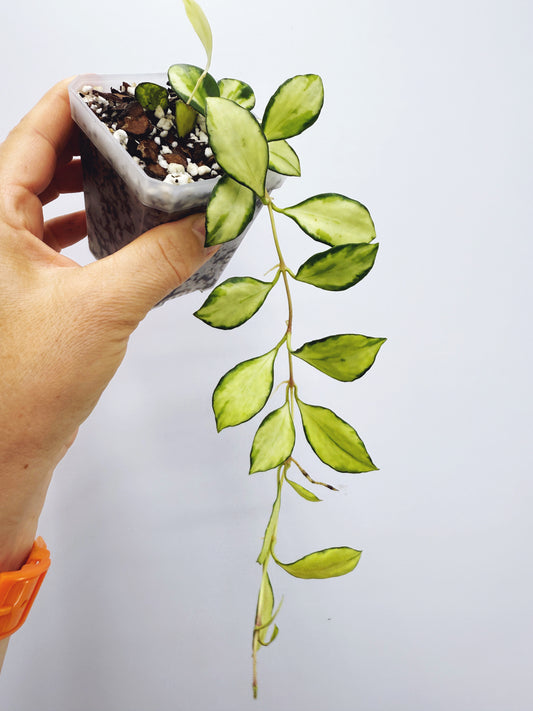 Hoya heuschkeliana variegata