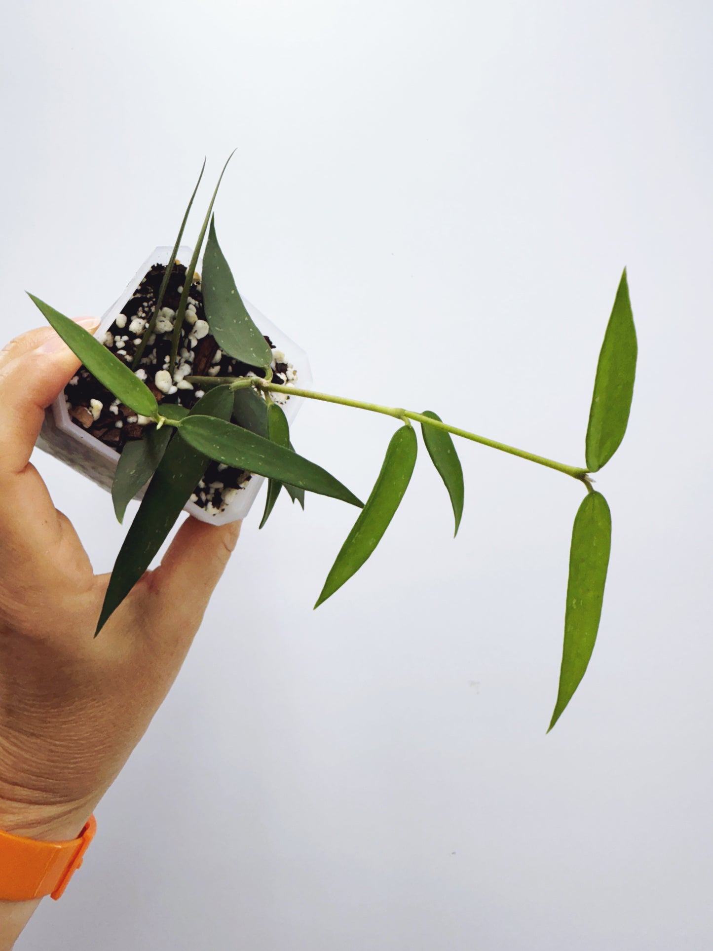 Hoya burmanica