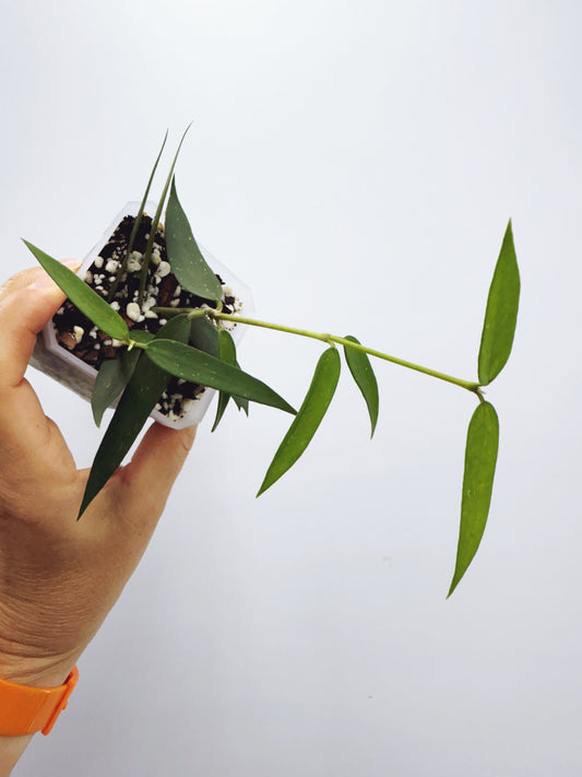 Hoya burmanica