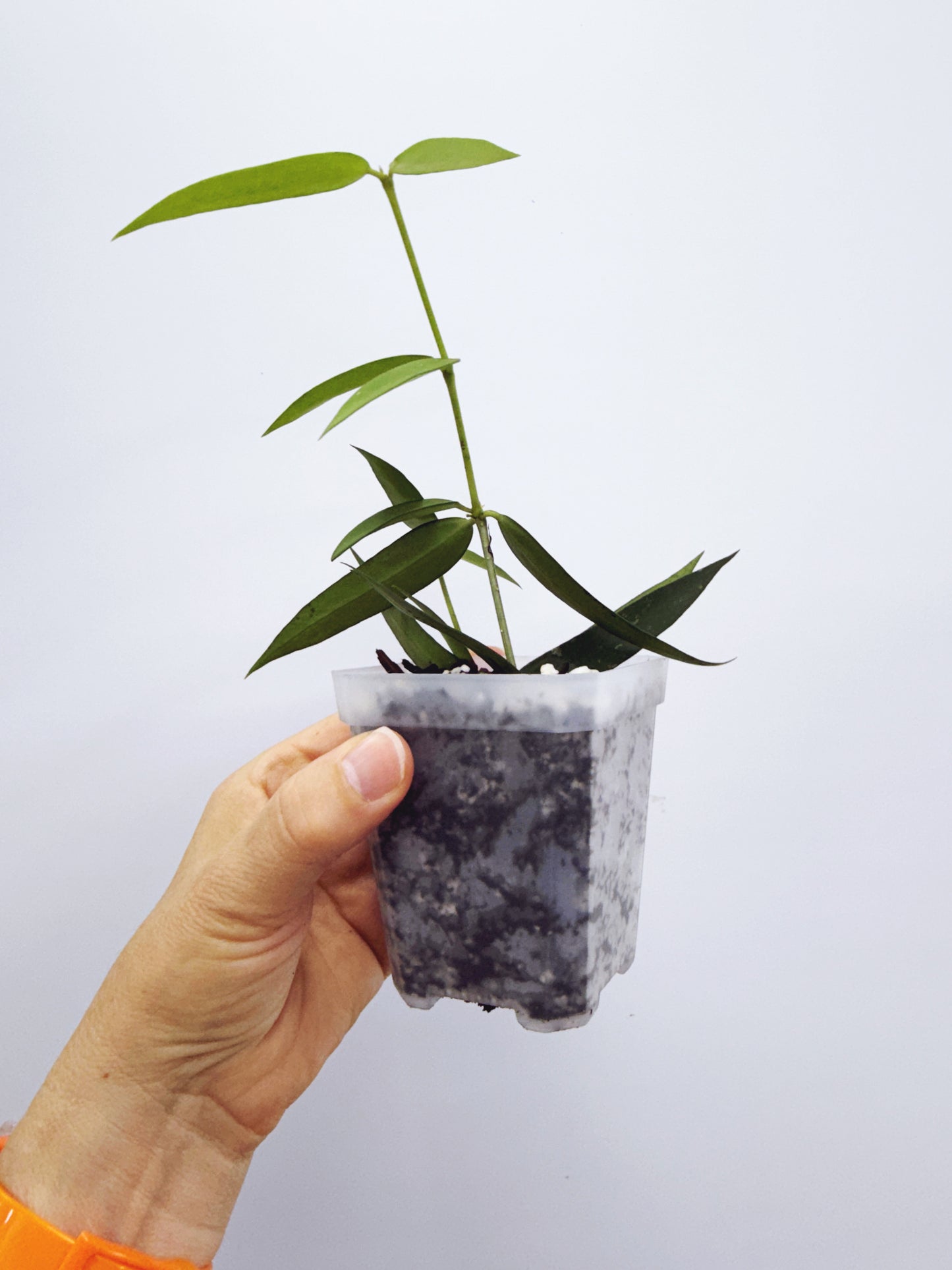 Hoya burmanica