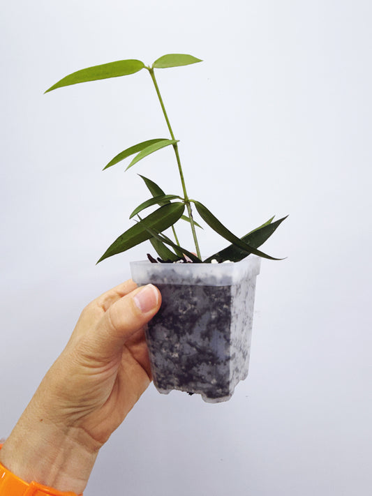 Hoya burmanica