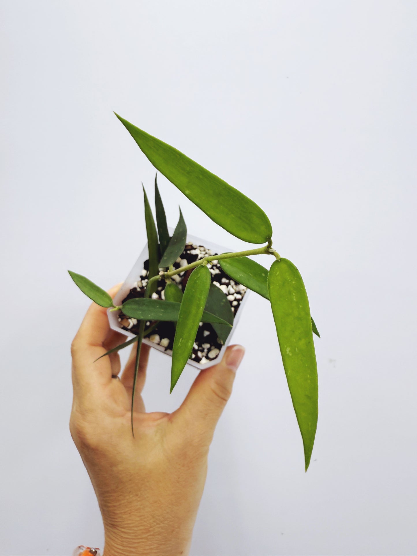 Hoya burmanica