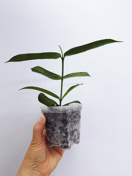 Hoya pandurata silver