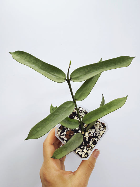 Hoya pandurata silver