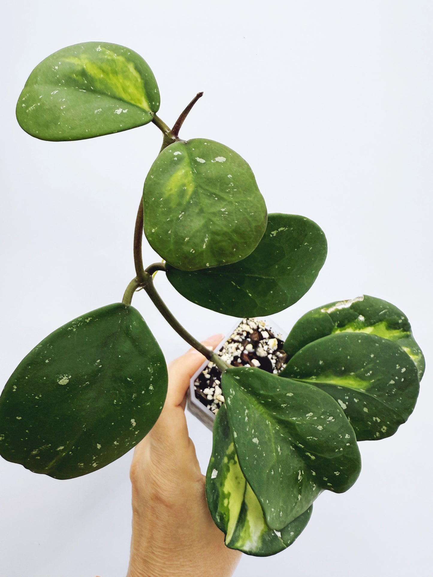 Hoya obovata variegated