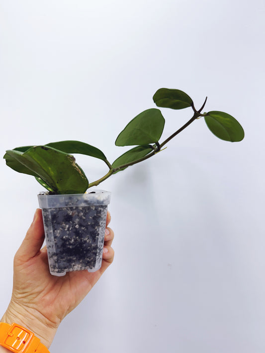 Hoya obovata variegated