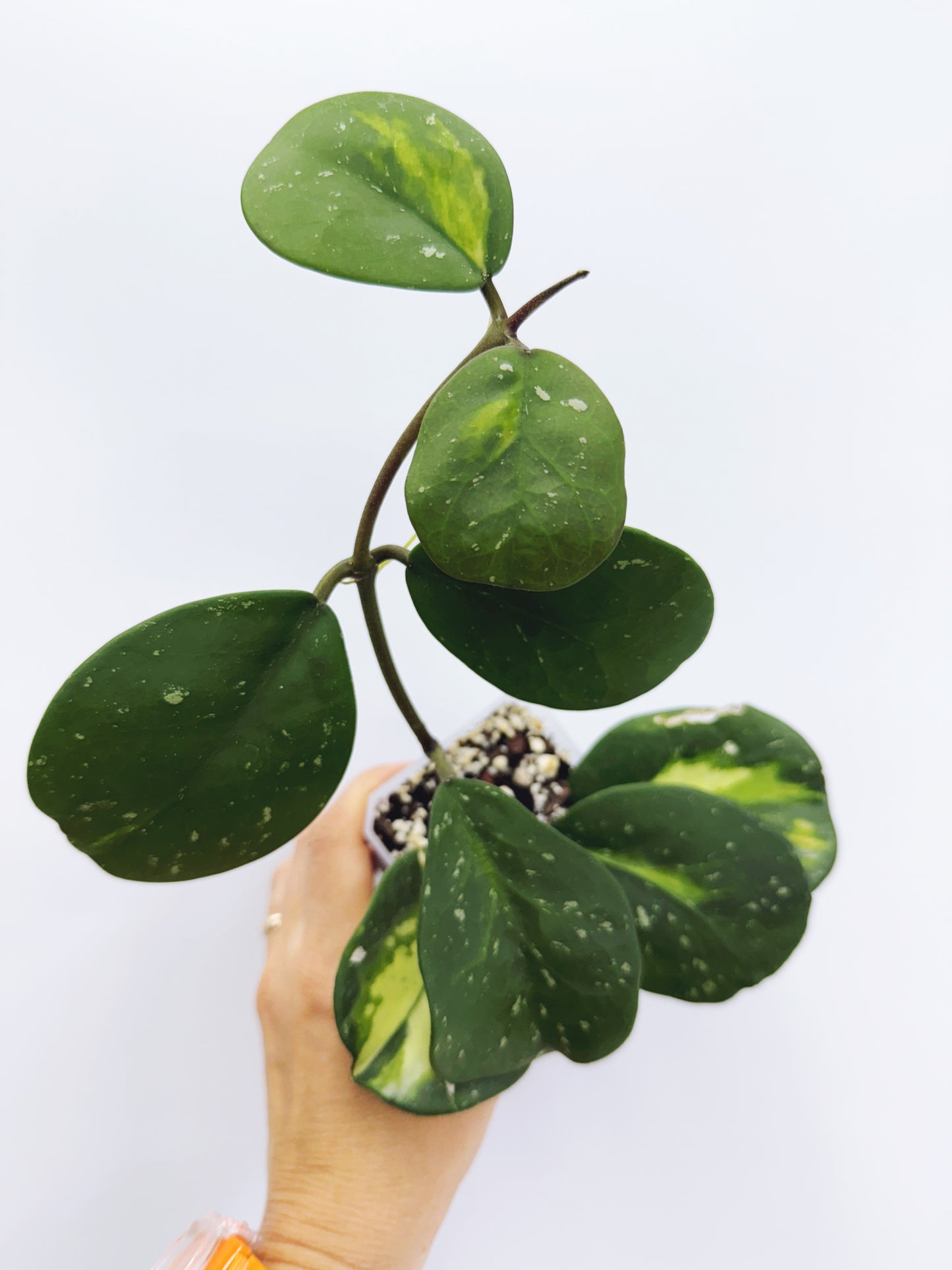 Hoya obovata variegated