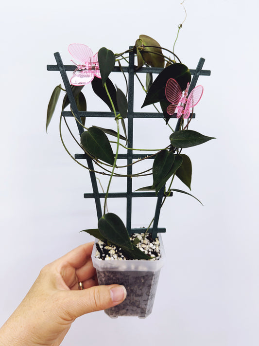 Hoya carrii NS13-064