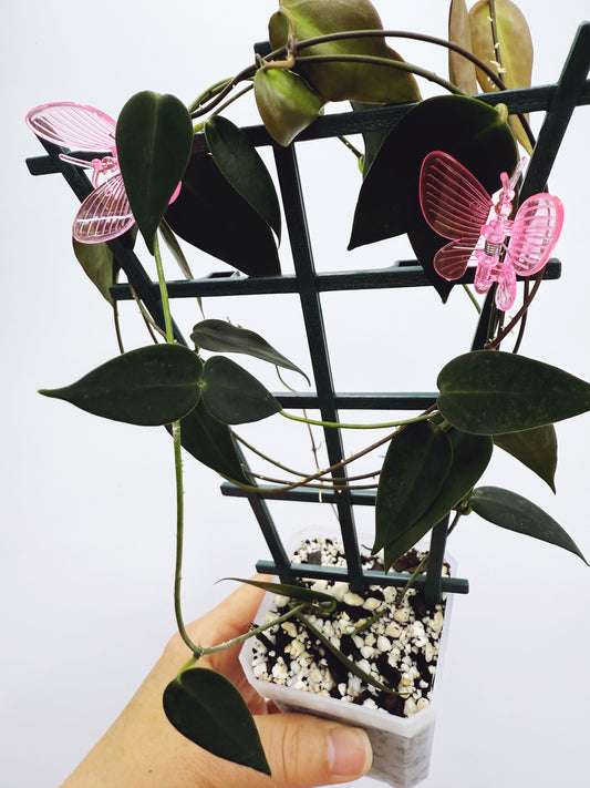Hoya carrii NS13-064