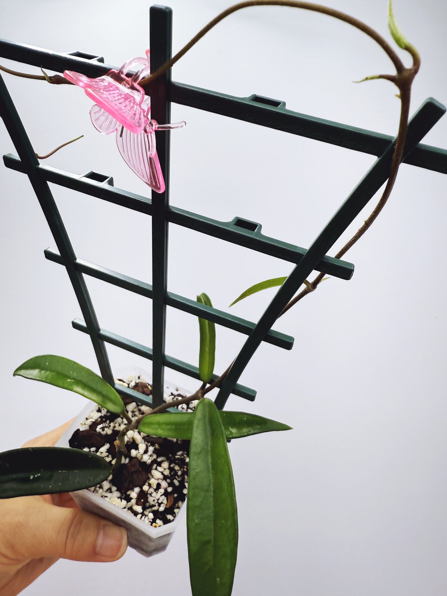 Hoya minibelle