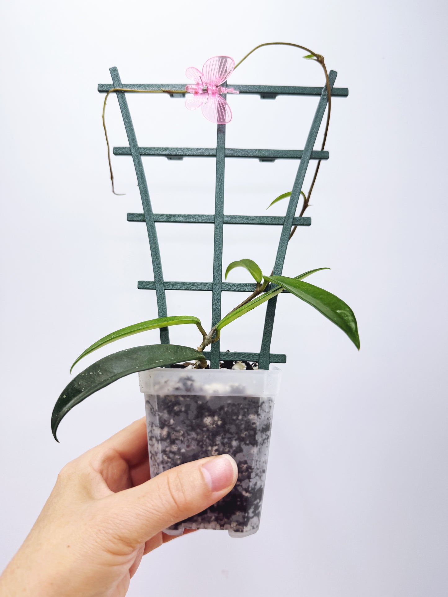 Hoya minibelle