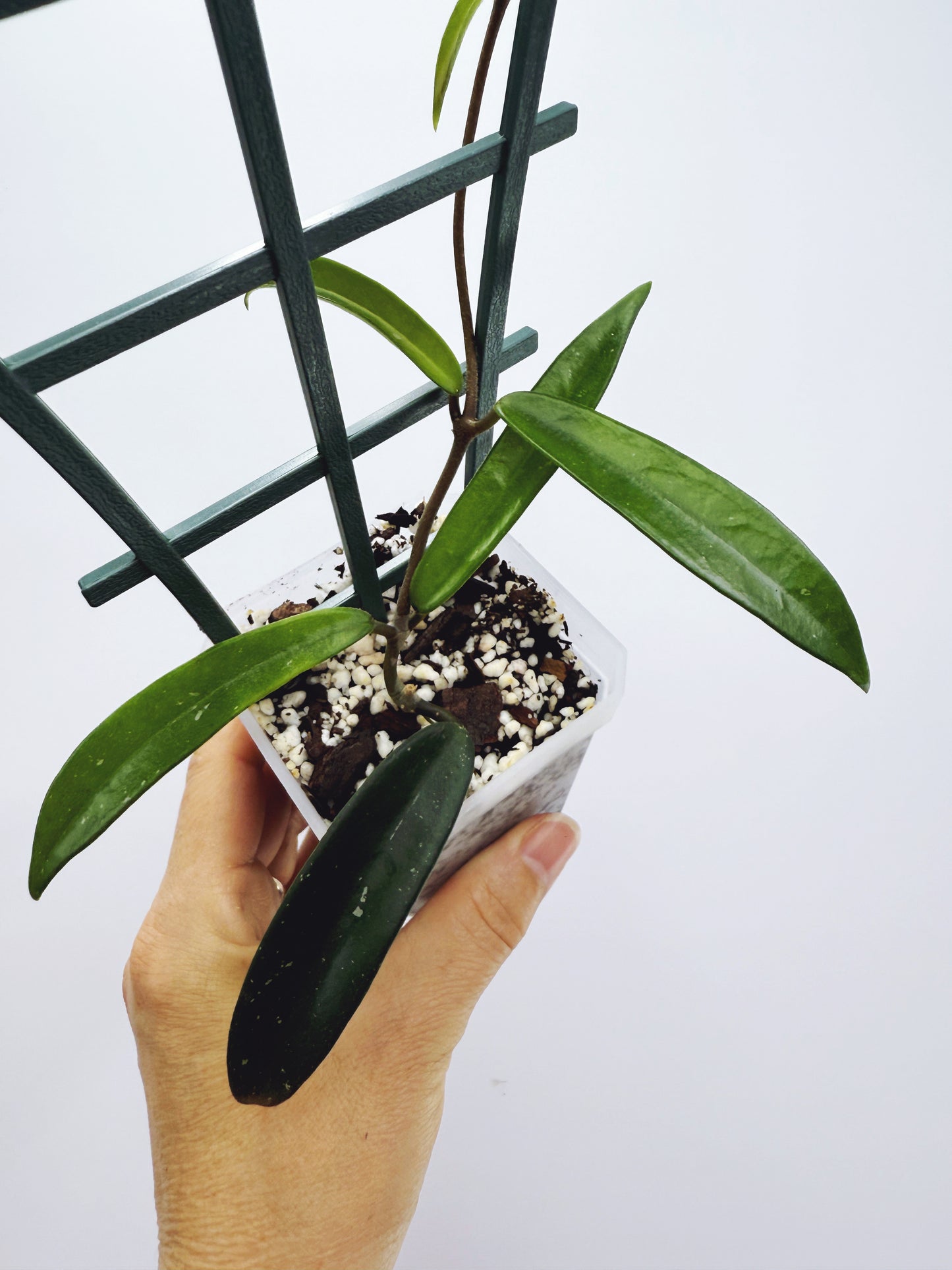 Hoya minibelle